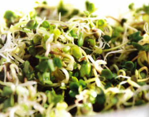 Menopausia y Hormonas Vegetales