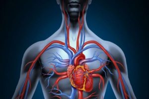 5 Maneras de mejorar la circulación sanguínea y por qué debe